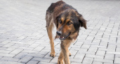 Жители Кального пожаловались на стаи агрессивных бездомных собак