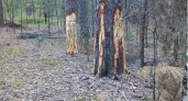 В Рязанской области вандалы уничтожают деревья в известном лесничестве