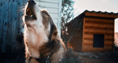 В Ухоловском районе Рязанской области обнаружили бешенство у собаки