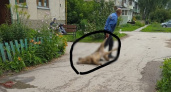 В Рязанском районе неизвестные массово отравили бездомных собак