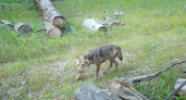 В Окском заповеднике фотоловушка засняла волка
