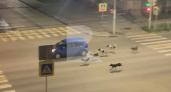 На улице Гагарина в Рязани засняли нападающих на машины собак