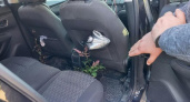 В Рыбновском районе поймали наркокурьера, перевозившего наркотики в цветочных горшках