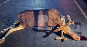 На трассе под Рязанью водитель Lada Granta насмерть сбил лося
