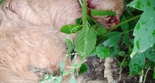 В Рязани на улице Соборной живодеры расстреляли кота 