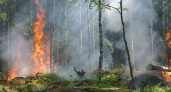 Жителей Рязанской области предупредили о высокой пожарной опасности в лесах