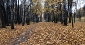 2 ноября в Рязанской области ожидаются сильный дождь, ветер и до +12