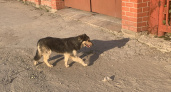 1 марта в Шиловском районе организуют отлов бездомных собак