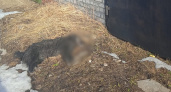 В Рязани неизвестные травят бездомных собак