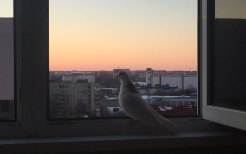 Неожиданное соседство - в квартиру рязанки залетел окольцованный белый голубь