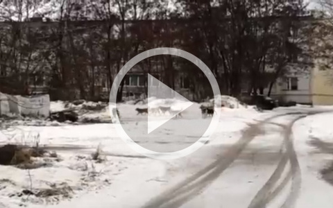 Стая бродячих собак терроризирует жителей города Спасск-Рязанский