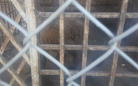 В рыбновском мини-зоопарке погибает медведь