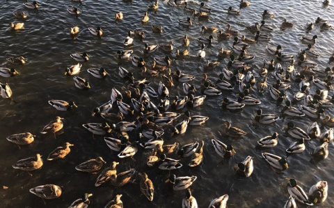 Ученые доказали, что "Дикая утка" – естественное озеро