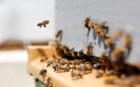Минсельхоз назвал причины массовой гибели пчел