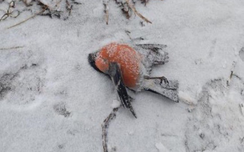 "А вот и снегири уже падают" - в Рязани опять заметили мертвых птиц