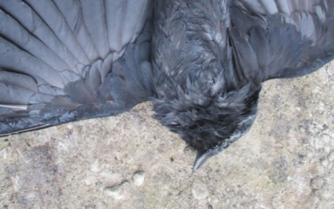 Орловские ученые выяснят причину гибели рязанских птиц