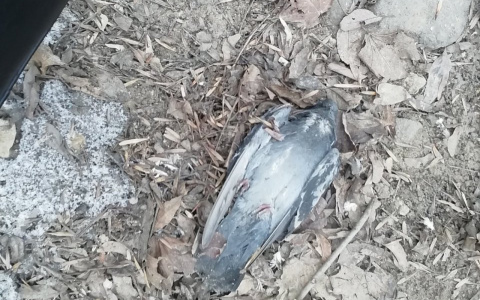 На детской площадке у Телезавода нашли мертвых птиц