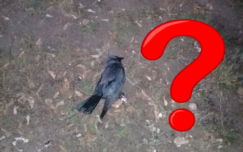 Причина смерти птиц - не в воздухе: как это аргументирует рязанское Управление ветеринарии