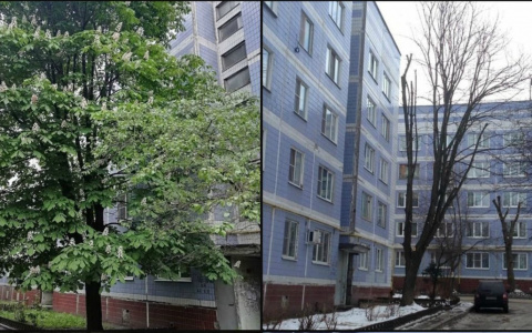 Каштан жалко: в рязанском дворе срубили 35-летнее дерево