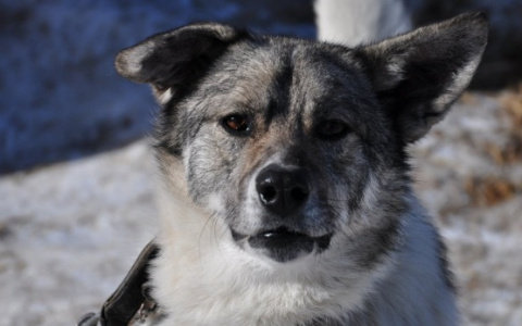 В Михайловском районе собака заразилась бешенством от лисы