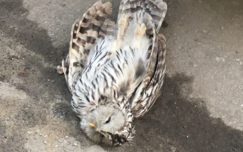 На улице Гагарина в Рязани нашли труп совы