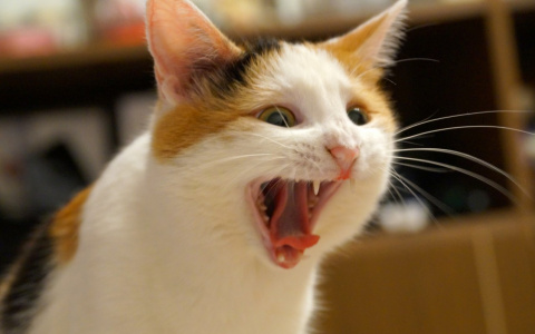 Победители конкурса "Мартовский кот": подвели итоги голосования