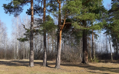 Распоряжение губернатора: в Рязанской области установлен особый противопожарный режим