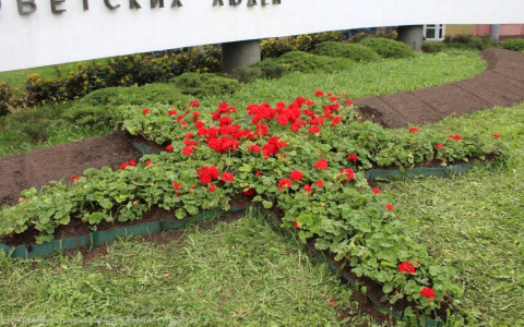 На площади Победы выросла звезда из герани: в Рязани высадили 10 тысяч цветов
