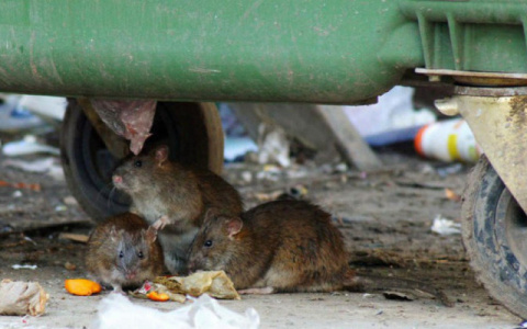До чумы не далеко: на Белякова в помойках заметили полчища крыс