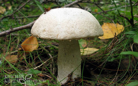 15 тысяч за редкий гриб: на какие краснокнижные осиновики можно наткнуться в Рязанской области
