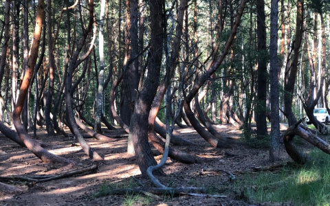 Новая достопримечательность: в Рязани установят памятник танцующему лесу