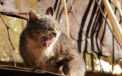 Опасный кот: в рязанском селе ввели карантин из-за бешенства