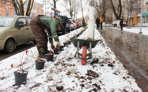На Севастопольской аллее высадили саженцы: вот только погода выдалась снежная...