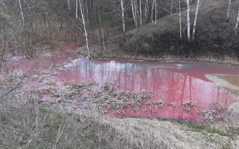 Розовая река: в Недостоеве водоём окрасился в кислотный цвет