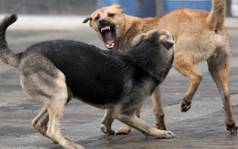Бродячих собак станет меньше: в Рязани построят приют для уличных животных