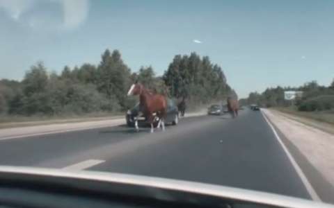 Неожиданный затор: лошади помешали движению на Солотчинском шоссе