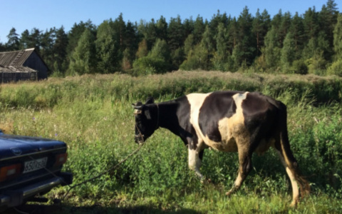 Сдал на мясо: иностранец украл в Милославском районе три коровы