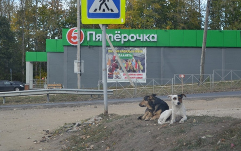 Новые жертвы бродячих  собак: в Пронске загрызли пять коз