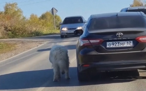 "Что ею двигало?": в Рязанской области засняли женщину, которая выгуливала собаку, находясь в машине