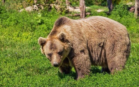 Кто-то решил "хайпануть": нападение медведя на человека около рязанского села Деулино оказалось фейком