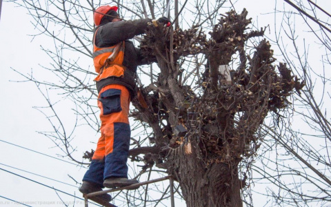В Рязани продолжают опиловку деревьев и уборку листьев
